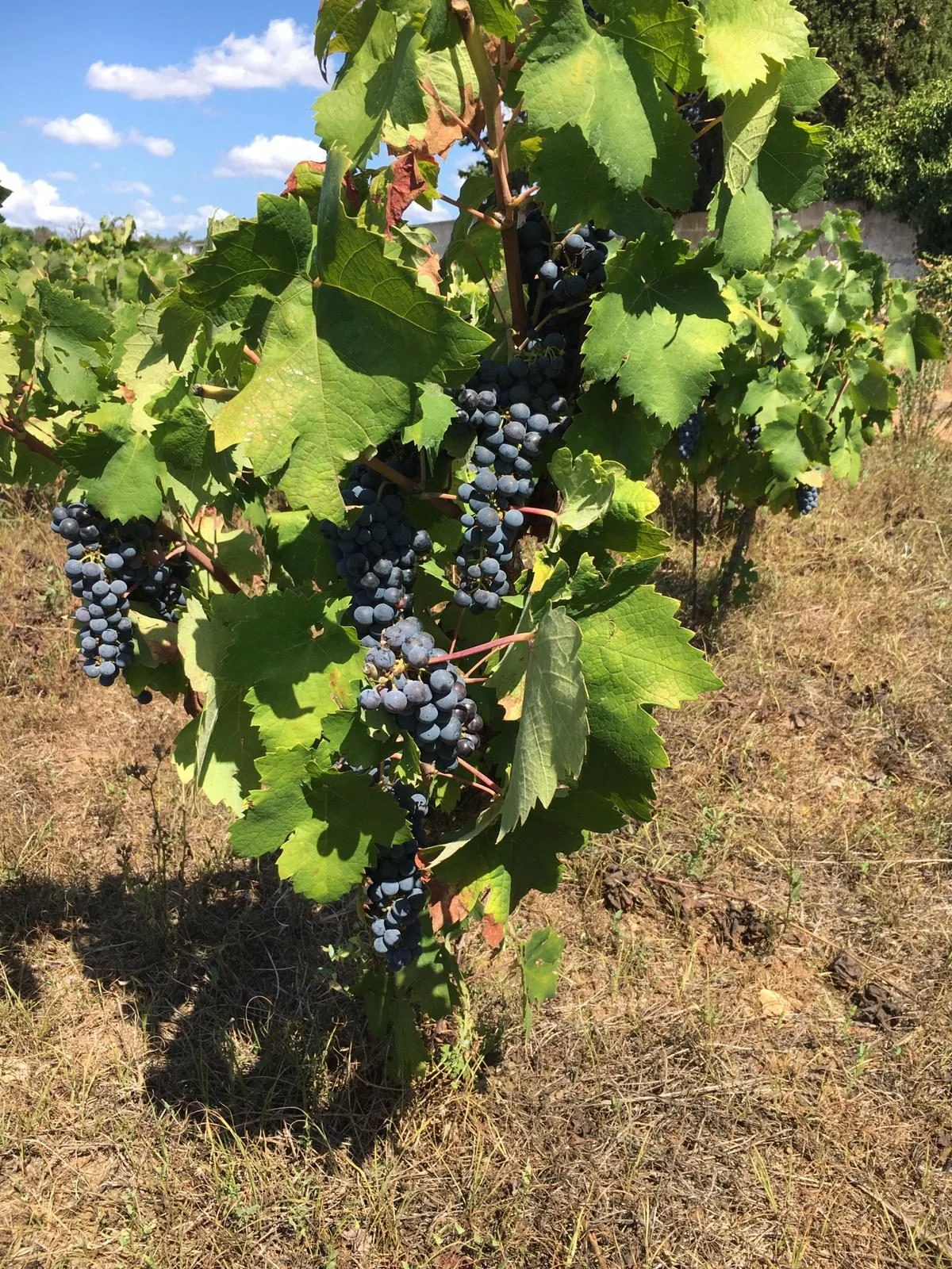 Grappoli di uva nera Primitivo maturi tra le foglie verdi di una vite bassa, su un terreno secco al sole